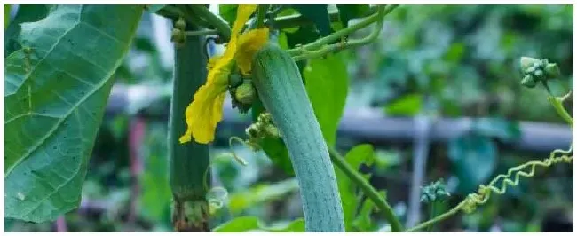 露天丝瓜种植技术与管理 | 三农问答