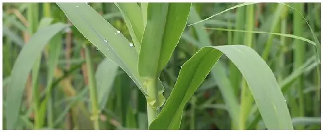 最简单的牧草储存方法 | 三农答疑