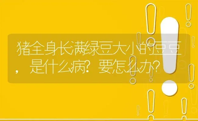 猪全身长满绿豆大小的豆豆,是什么病?要怎么办? | 养殖问题解答