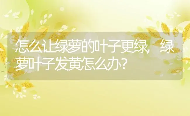 怎么让绿萝的叶子更绿,绿萝叶子发黄怎么办？ | 养殖常见问题