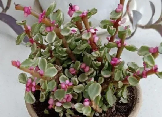 植物常识问题|金枝玉叶喂养什么叶片更饱满