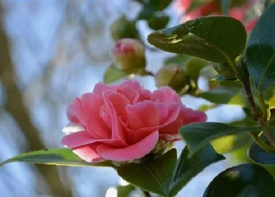 植物常识问题|茶花长芽前如何施肥新芽更粗壮