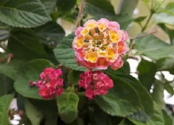 植物常识问题|十大最强橙色植物 最强橙色植物排行