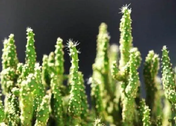 植物常识问题|如何把青珊瑚养成了光棍树