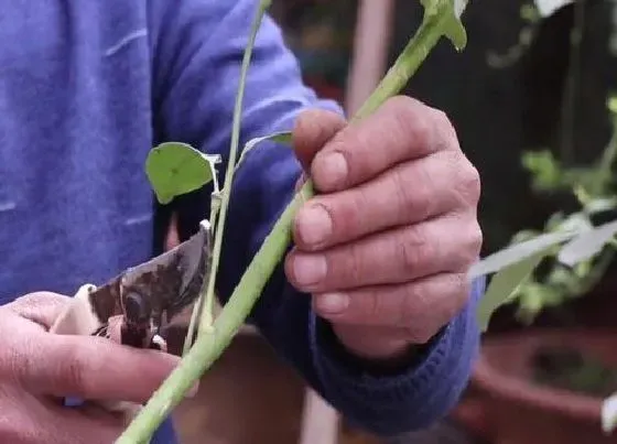 植物常识问题|教你如何把鸭掌木进行修剪扦插