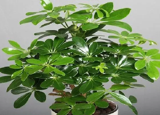 植物常识问题|鸭脚木怎么养  有哪些养护要点