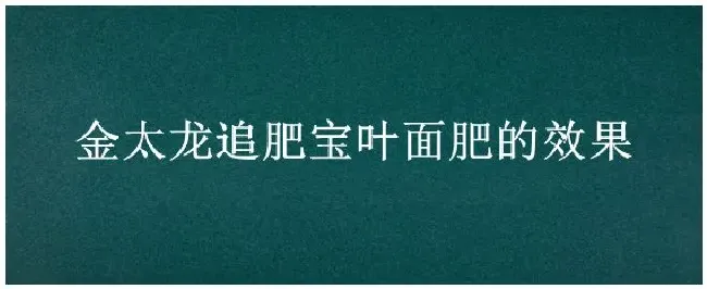 金太龙追肥宝叶面肥的效果 | 农业问题