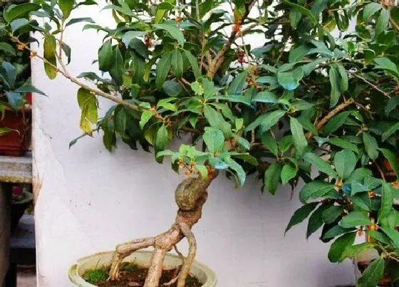 植物常识问题|桂花叶片发黄的原因及养殖技巧