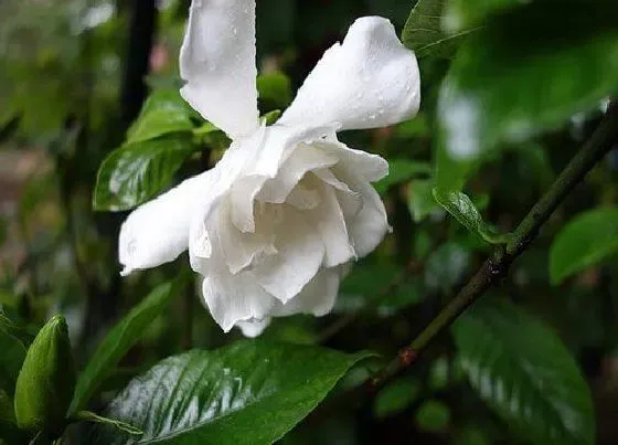 植物常识问题|夏季怎么养栀子花避免黄叶