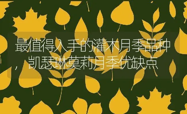 最值得入手的灌木月季品种,凯瑟琳莫莉月季优缺点 | 养殖常见问题