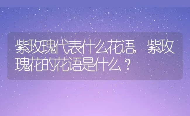 紫玫瑰代表什么花语,紫玫瑰花的花语是什么？ | 养殖常见问题