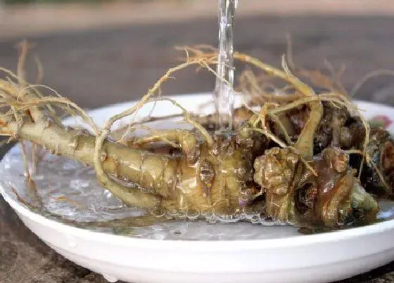 植物常识问题|生三七和熟三七的区别