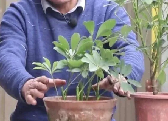 植物常识问题|鸭掌木如何扦插一盆变成十几盆