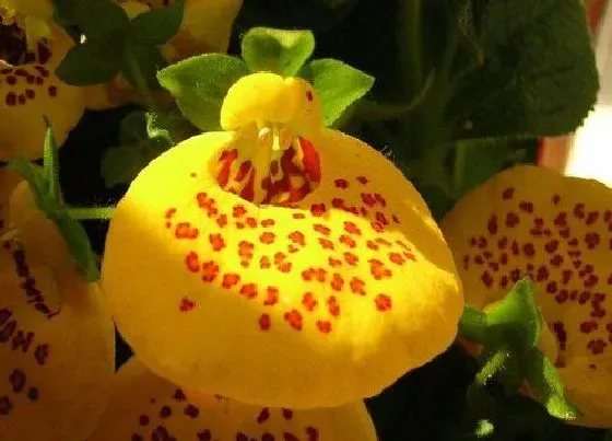 植物常识问题|十大最强橙色植物 最强橙色植物排行