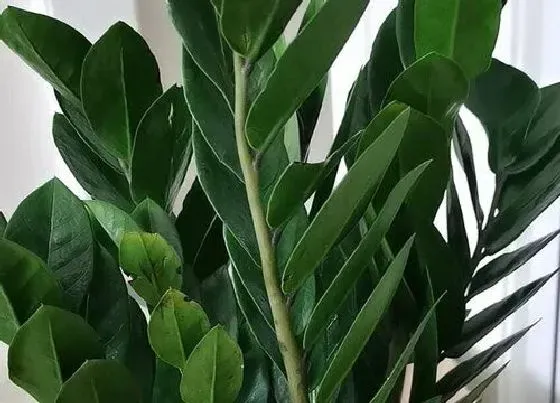 植物常识问题|如何为金钱树自制营养水
