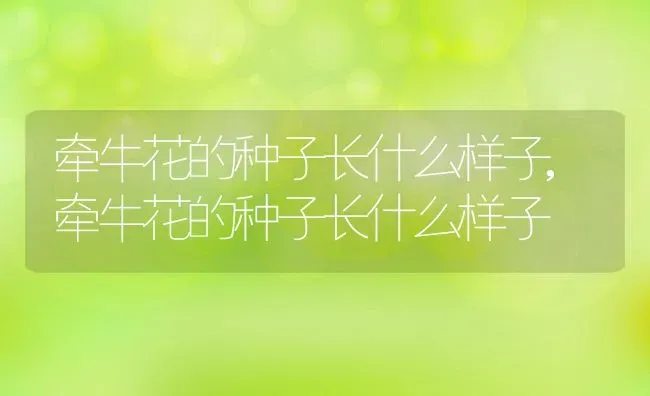 牵牛花的种子长什么样子,牵牛花的种子长什么样子 | 养殖常见问题