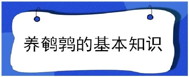 养鹌鹑的基本知识 | 三农问答