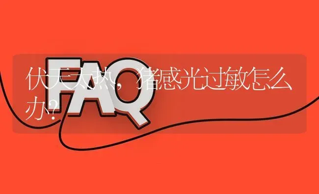 伏天太热,猪感光过敏怎么办? | 养殖问题解答