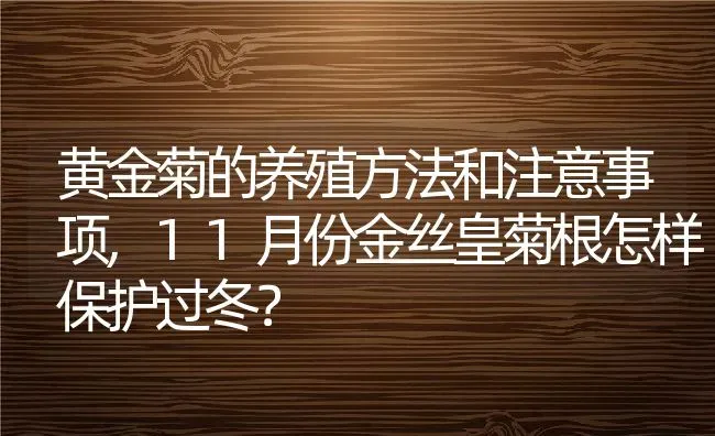 黄金菊的养殖方法和注意事项,11月份金丝皇菊根怎样保护过冬？ | 养殖常见问题