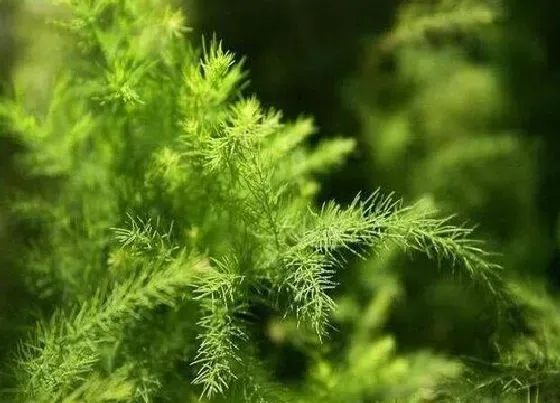 植物常识问题|文竹怎么养护根系粗壮发达