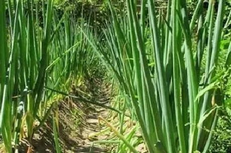 植物常识问题|大葱锈病发病原因及症状表现（大葱锈病的防治方法）