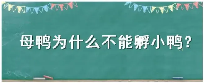 母鸭为什么不能孵小鸭 | 三农答疑