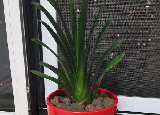 植物常识问题|养护君子兰小苗都有哪些方法呢