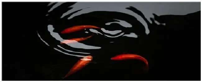 锦鲤能长多大 | 农业常识