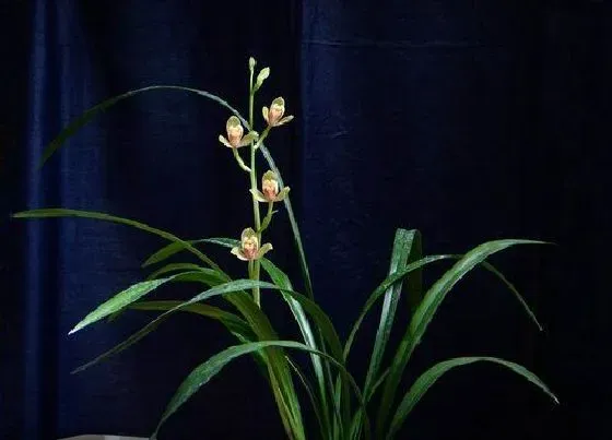 植物常识问题|给兰花浇定根水都有哪些讲究