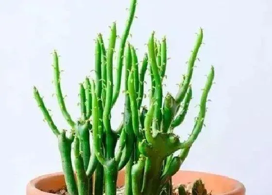 植物常识问题|如何把青珊瑚养成了光棍树