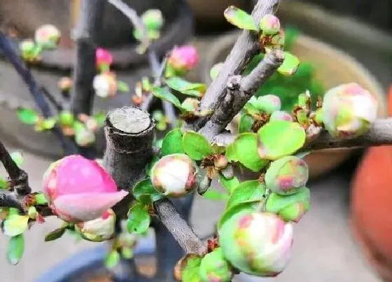 植物常识问题|四季海棠好养活吗