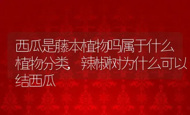 西瓜是藤本植物吗属于什么植物分类,辣椒树为什么可以结西瓜 | 养殖常见问题