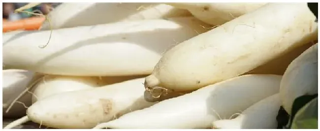 萝卜什么时候收获 | 科普知识