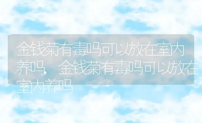 金钱菊有毒吗可以放在室内养吗,金钱菊有毒吗可以放在室内养吗 | 养殖常见问题