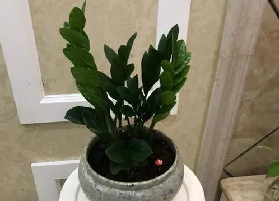 植物常识问题|6月份如何养金钱树避免烂根