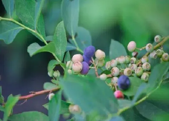 植物常识问题|蓝莓浇水有哪些讲究