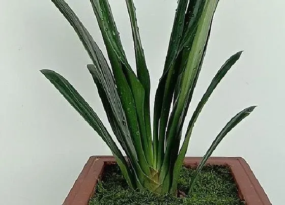 植物常识问题|养护君子兰小苗都有哪些方法呢