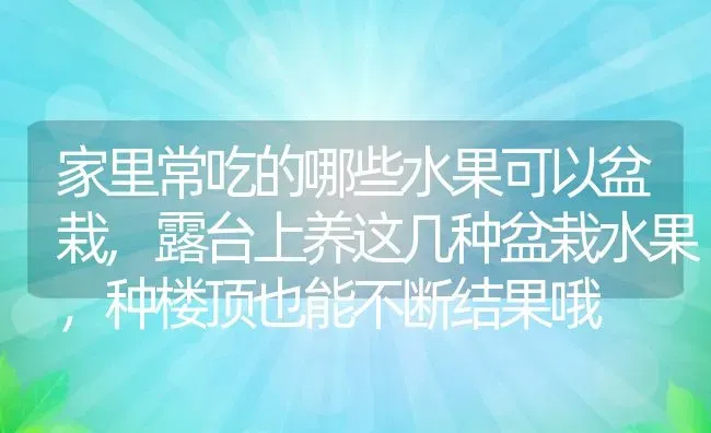 家里常吃的哪些水果可以盆栽,露台上养这几种盆栽水果，种楼顶也能不断结果哦 | 养殖常见问题