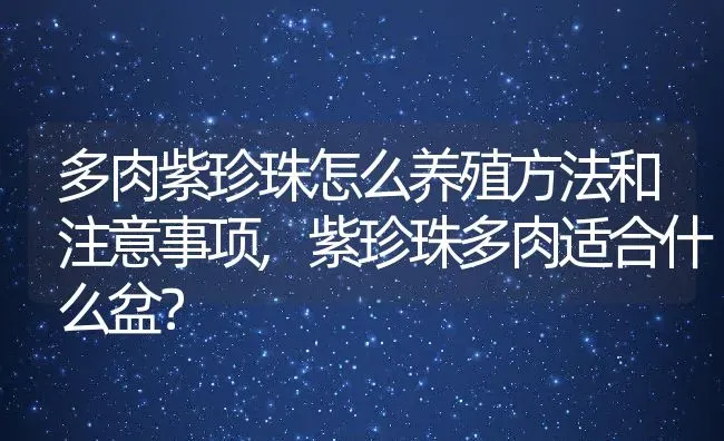 多肉紫珍珠怎么养殖方法和注意事项,紫珍珠多肉适合什么盆？ | 养殖常见问题