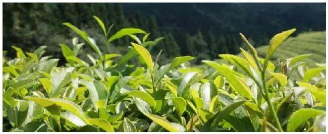 四季春是什么茶做的 | 农业常识