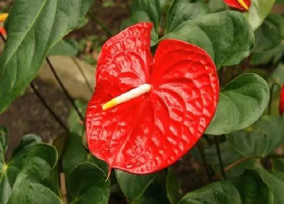 植物常识问题|红掌日常如何养护叶片大又绿