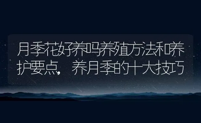 月季花好养吗养殖方法和养护要点,养月季的十大技巧 | 养殖常见问题