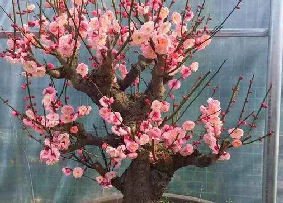 植物常识问题|梅花盆栽怎样养护能更好的过冬