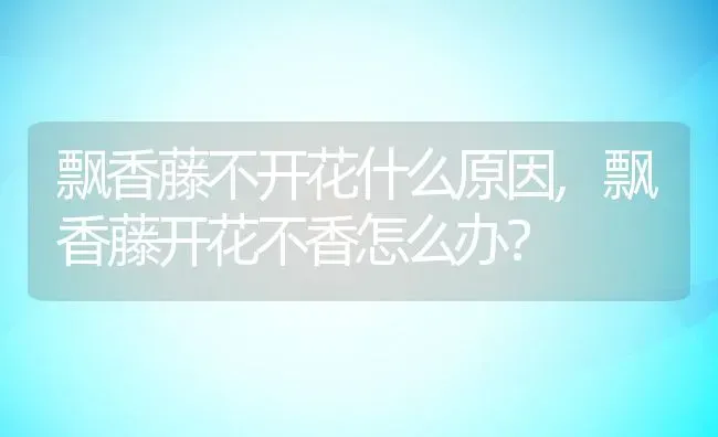 飘香藤不开花什么原因,飘香藤开花不香怎么办？ | 养殖常见问题