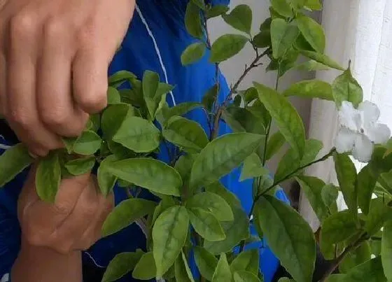 植物常识问题|茉莉花二次修剪的注意事项