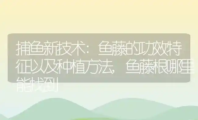 捕鱼新技术:鱼藤的功效特征以及种植方法,鱼藤根哪里能找到 | 养殖常见问题