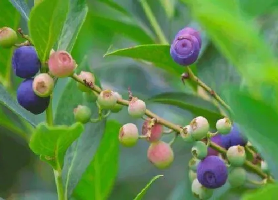 植物常识问题|蓝莓浇水有哪些讲究