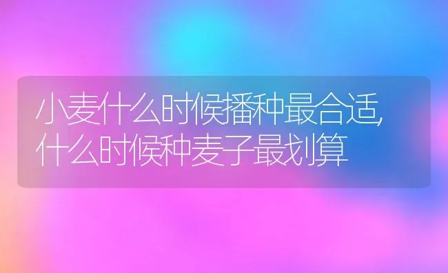 小麦什么时候播种最合适,什么时候种麦子最划算 | 养殖常见问题