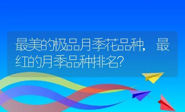 最美的极品月季花品种,最红的月季品种排名？ | 养殖常见问题