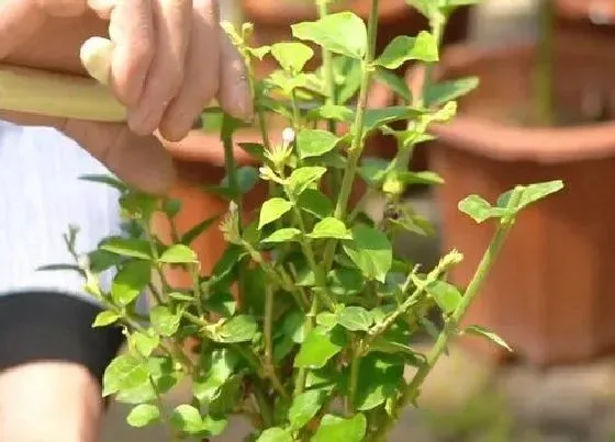 植物常识问题|茉莉花二次修剪的注意事项